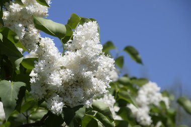 Beyaz leylak. Güzel mor eflatun çiçekler açık havada.
