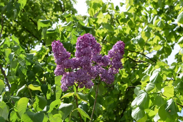Bellissimi fiori viola lilla all'aperto . — Foto Stock
