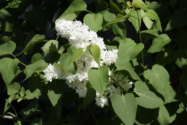 White Lilac. Beautiful purple lilac flowers outdoors. — Stock Photo, Image