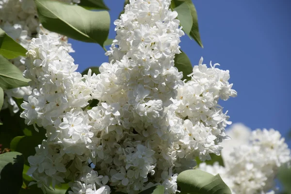 Weißer Flieder. schöne lila lila Blüten im Freien. — Stockfoto