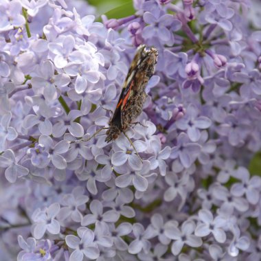Bir kelebek Amiral dalları üzerinde eflatun çiçekler