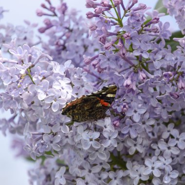 Bir kelebek Amiral dalları üzerinde eflatun çiçekler