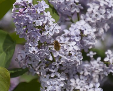 Leylak üzerinde Bombyliidae. Lila renkler Shaggy anında. böcek tozlayıcı.