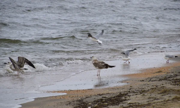 Goélands Communs Sur Plage Mouettes Recherche Nourriture — Photo