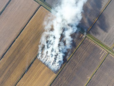 Pirinç saman alanlarındaki yanma. Çekleri pirinç saman yakma gelen duman. Sahada ateş.