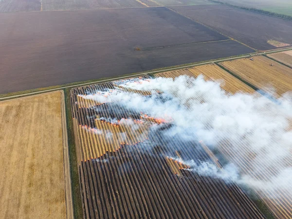 Paja ardiente en los campos después de cosechar trigo — Foto de Stock
