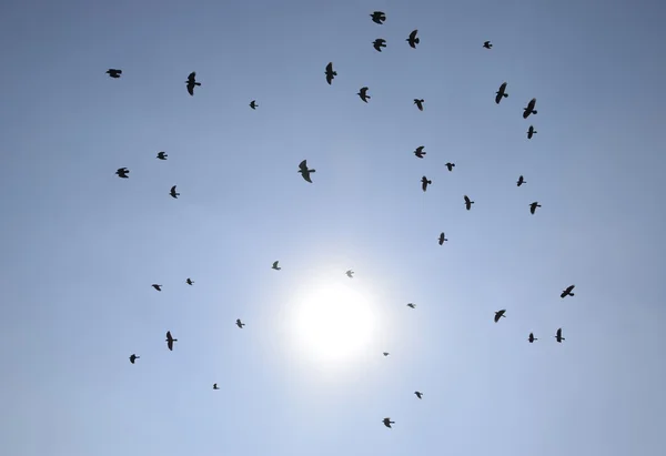 Силуэт Стаи Дроздов Летящих Сюрреалистическому Вечернему Небу Огненным Солнцем — стоковое фото