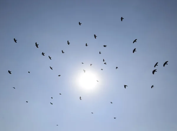 Силуэт Стаи Дроздов Летящих Сюрреалистическому Вечернему Небу Огненным Солнцем — стоковое фото