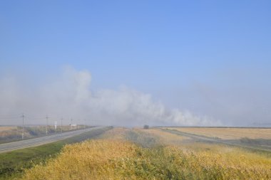 Manzara yanan alan. Pirinç saman alanlarındaki yanma. Pirinç paddies