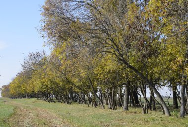 Sonbaharda yol boyunca orman. Dalları yapraklarda sararma