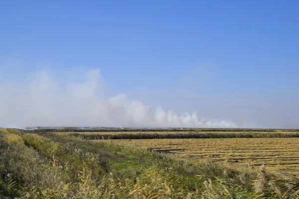景观燃烧场。在田里烧稻草。稻田 — 图库照片