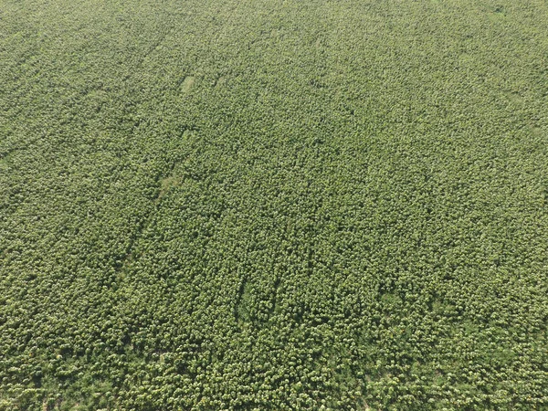 Campo di girasoli. Veduta aerea dei campi agricoli semi oleosi in fiore. Vista dall'alto — Foto Stock