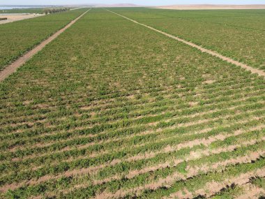 Üzüm meyve bahçeleri kuşbakışı. Asma satırları. Bahçe Üstten Görünüm