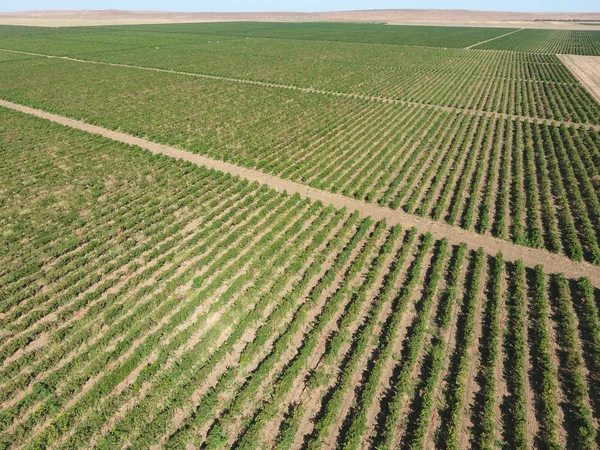 Cépages vue d'ensemble. Des rangs de vignes. Vue de dessus du jardin — Photo