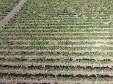 Üzüm meyve bahçeleri kuşbakışı. Asma satırları. Bahçe Üstten Görünüm