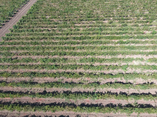 Cépages vue d'ensemble. Des rangs de vignes. Vue de dessus du jardin — Photo