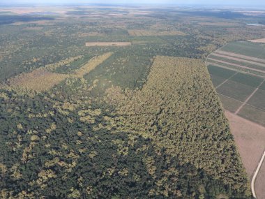 Orman pirinç tarlaları yakınındaki kırmızı orman. Bir kuş bakışı ile manzara