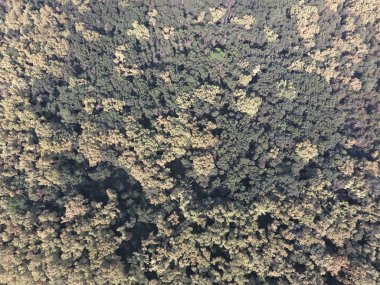 Orman kırmızı orman. Bir kuş bakışı ile manzara