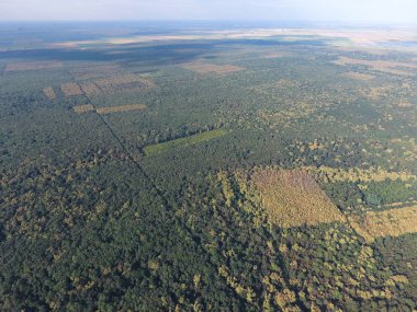 Orman kırmızı orman. Bir kuş bakışı ile manzara