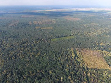 Orman kırmızı orman. Bir kuş bakışı ile manzara