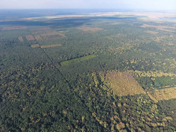 Orman kırmızı orman. Bir kuş bakışı ile manzara