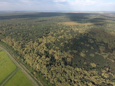 Orman pirinç tarlaları yakınındaki kırmızı orman. Bir kuş bakışı ile manzara