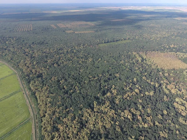 Orman pirinç tarlaları yakınındaki kırmızı orman. Bir kuş bakışı ile manzara