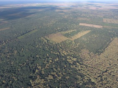 Orman kırmızı orman. Bir kuş bakışı ile manzara