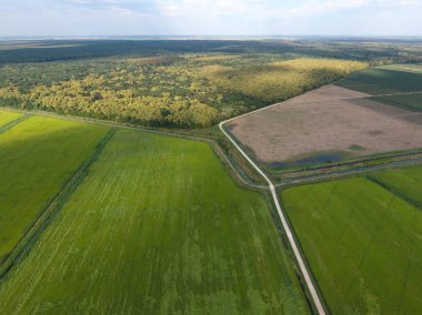 Orman pirinç tarlaları yakınındaki kırmızı orman. Bir kuş bakışı ile manzara
