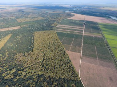 Orman pirinç tarlaları yakınındaki kırmızı orman. Bir kuş bakışı ile manzara
