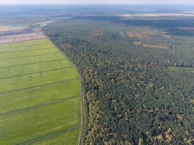 Orman pirinç tarlaları yakınındaki kırmızı orman. Bir kuş bakışı ile manzara