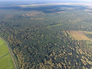 Orman pirinç tarlaları yakınındaki kırmızı orman. Bir kuş bakışı ile manzara