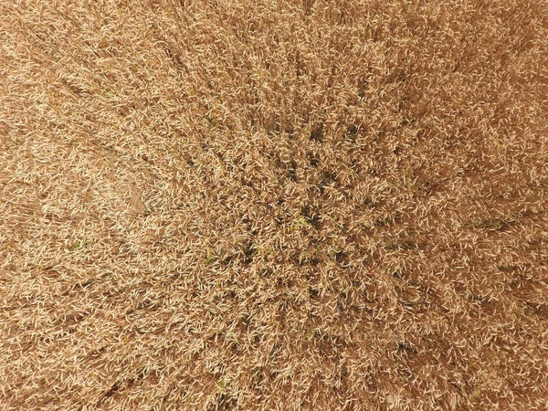 Campo de trigo, una vista superior — Foto de Stock