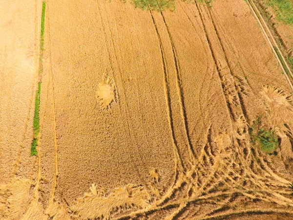 Gebied van tarwe, een bovenaanzicht — Stockfoto