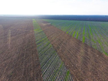 Üstten görünüm alanını pulluklar traktörün. toprak disking. Zemin işleme sonra hasat. Traktör arayışı içinde solucanlar üzerinde uçan martılar