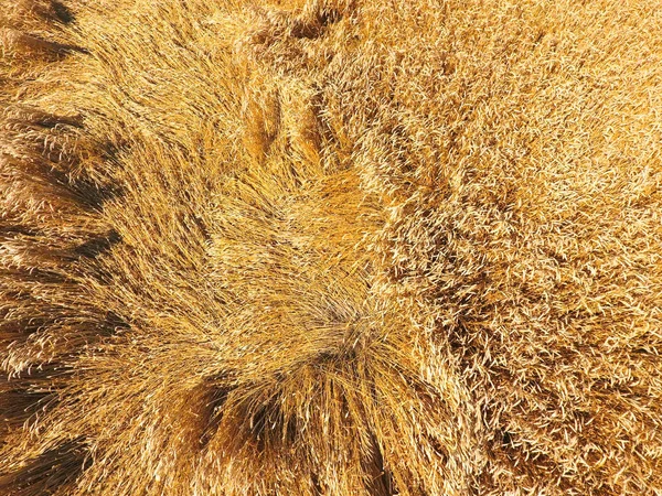 Alan buğday, üstten görünüm — Stok fotoğraf
