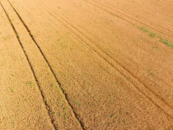 밀, 최고 보기의 필드 — 스톡 사진