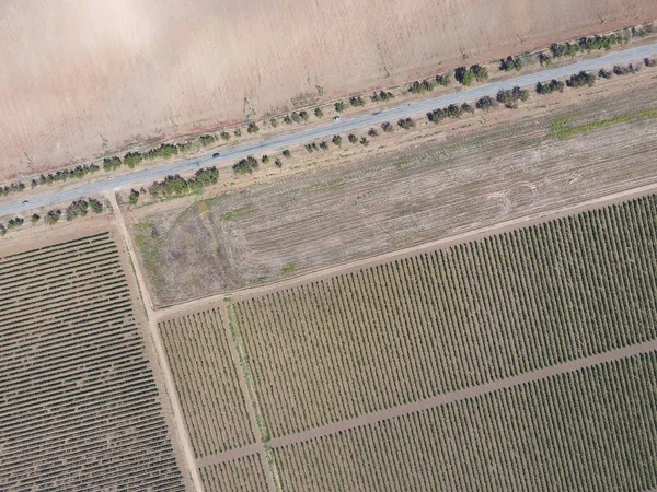 Druif boomgaarden vogelvlucht bekijken. Rijen wijnstokken. Bovenaanzicht van de tuin. Snelweg tussen de wijngaarden — Stockfoto