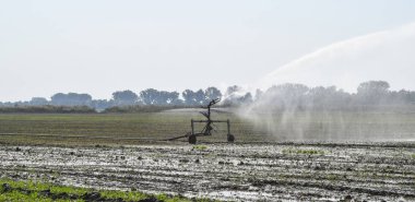Kavun alanında sulama sistemi. Alanların sulama. Yağmurlama