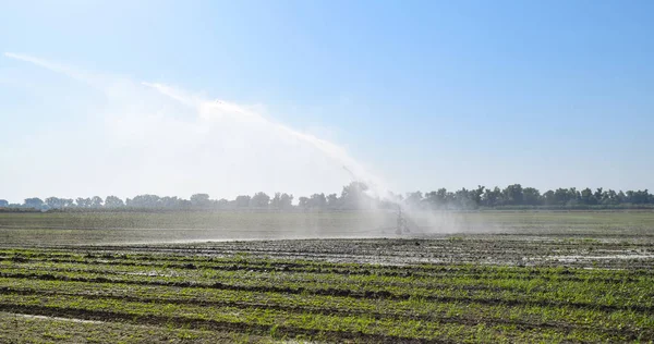 Sistema de irrigação no campo dos melões. A regar os campos. Aspersor — Fotografia de Stock