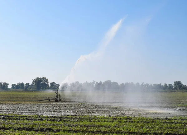 Sistema de irrigação no campo dos melões. A regar os campos. Aspersor — Fotografia de Stock