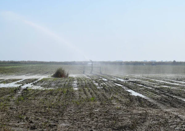 Système d'irrigation dans le domaine des melons. Arroser les champs. Arroseur — Photo