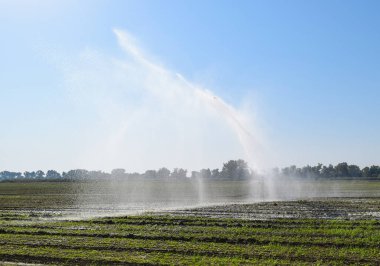Kavun alanında sulama sistemi. Alanların sulama. Yağmurlama