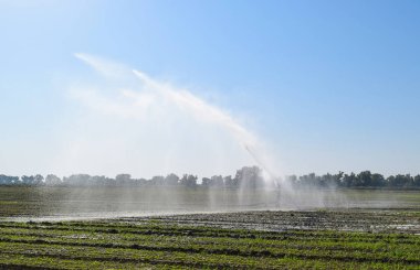 Kavun alanında sulama sistemi. Alanların sulama. Yağmurlama