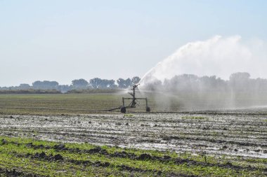 Kavun alanında sulama sistemi. Alanların sulama. Yağmurlama
