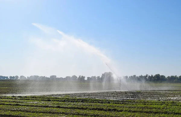 Sistema de riego en el campo de los melones. Riego de los campos. Aspersor —  Fotos de Stock