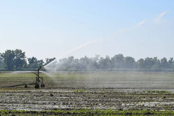Sistema de riego en el campo de los melones. Riego de los campos. Aspersor —  Fotos de Stock