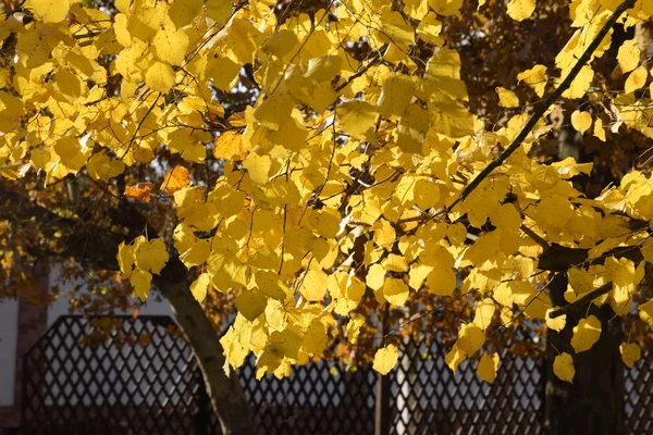 Yellow leaves of a linden. Yellowing leaves on the branches of a tree. Autumn background from leaves of a linden. Yellow autumn leaves