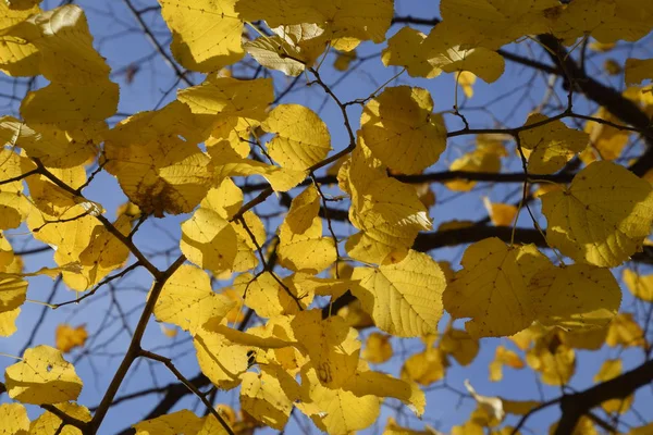 Feuilles jaunes d'un tilleul. Feuilles jaunies sur les branches d'un arbre. Fond d'automne à partir des feuilles d'un tilleul. Feuilles d'automne jaunes — Photo