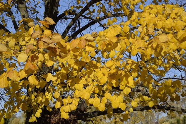 Folhas amarelas de uma tília. Folhas amareladas nos ramos de uma árvore. Fundo de outono de folhas de uma tília. Folhas de outono amarelas — Fotografia de Stock